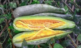 康县网红 吃瓜,揭秘网络热点的背后故事